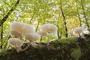 Beech slime mould (Oudemansiella mucida)
