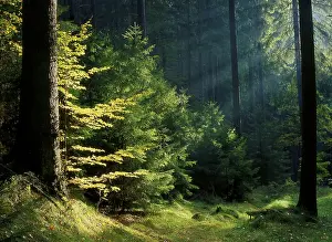 Beech and Spruce Elbe Sandstone Mountains Saxony Germany
