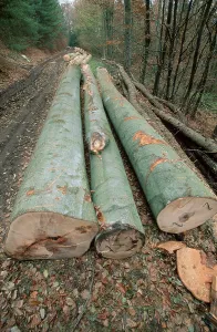 Beech stems next to forestry road