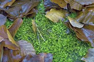 Beech stump with moss