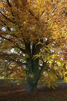 Beech, tree, autumn, nature, landscape