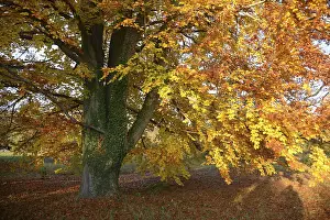 Beech, tree, autumn, nature, landscape