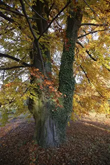 Beech, tree, autumn, nature, landscape
