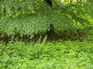 Beech Tree (Fagus slyvatica), in woodland surrounded by fresh undergrowth greenery in springtime