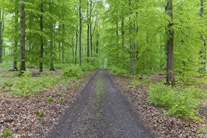 Beech tree forest with dirt road in spring