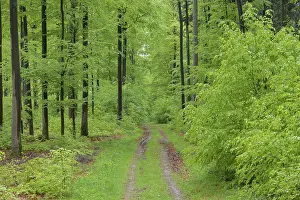 Beech tree forest with dirt road in spring