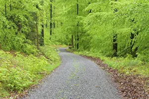 Beech tree forest with dirt road in spring