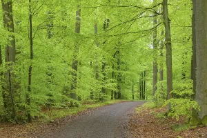 Beech tree forest with dirt road in spring