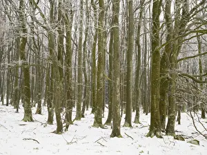 Beech Tree forest, (Fagus sylvatica) trees covered in frost and snow