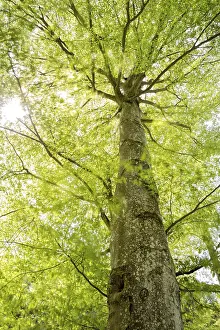 Beech tree in spring with moving leaves