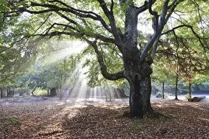 Beech tree at sunrise, sunbeams in the beech forest