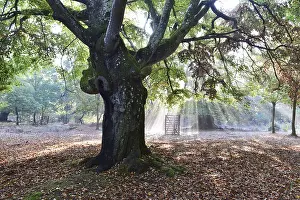 Beech tree at sunrise, sunbeams in the beech forest