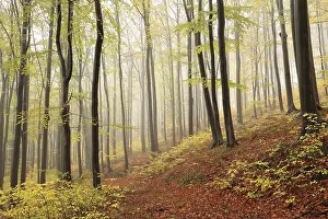 Beech trees in autumn forest on a foggy