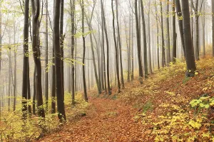 Beech trees in autumn forest on a foggy