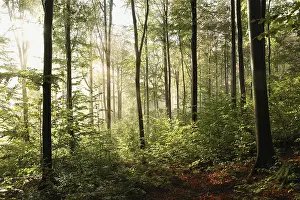 Beech trees in autumn forest on a foggy morning