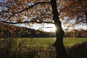 Beech trees on the edge of the forest in backlight