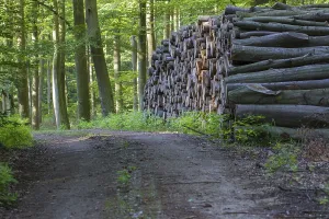 Beech trees (Fagus)