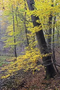 Beech trees (Fagus), Markische Schweiz Nature Park