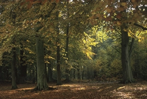 Beech trees (Fagus sylvatica), autumn colours