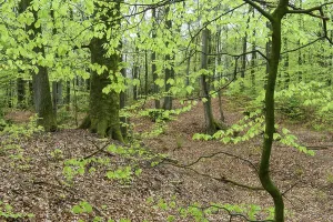 Beech trees ( Fagus sylvatica) in spring in the Damme mountains