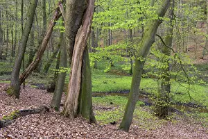 Beech trees ( Fagus sylvatica) in spring in the Dammer mountains