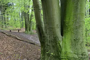 Beech trees ( Fagus sylvatica) in spring in the Dammer mountains