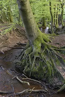 Beech trees ( Fagus sylvatica) in spring in the Dammer mountains