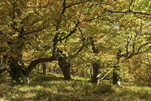 Beech trees (Fagus sylvatica) in a woodland pasture
