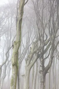 Beech trees in mist, shaped by strong winds