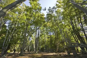 Beech trees with pollarded beech in Epping Forest
