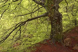 Beech trees, River Urederra, near its source