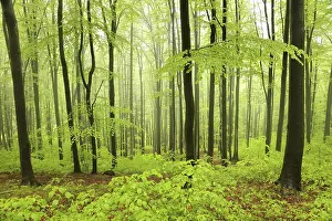 Beech trees in spring forest on a mountain slope in foggy