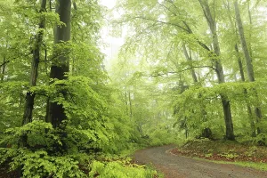 Beech trees in spring forest on a mountain slope in rainy weather