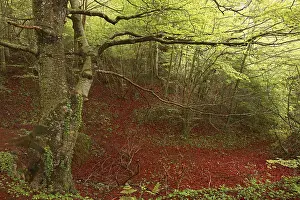Beech trees, Urbasa-Andia Natural Park
