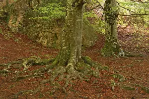 Beech trees, Urbasa-Andia Natural Park