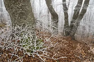 Beech trees in wintery forest, Blaubeuren