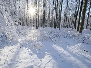 Beech woodland (Fagus sylvatica)