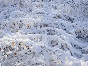 Beech woodland (Fagus sylvatica)