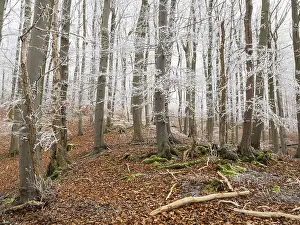 Beech woodland (Fagus sylvatica)