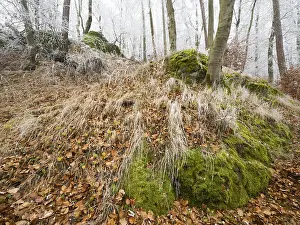 Beech woodland (Fagus sylvatica)