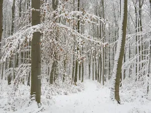Beech woodland (Fagus sylvatica)