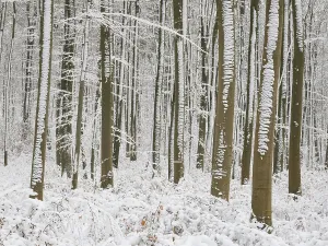 Beech woodland (Fagus sylvatica)