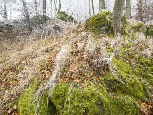 Beech woodland (Fagus sylvatica)