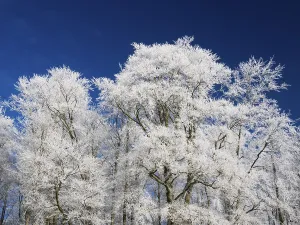 Beech woodland (Fagus sylvatica)