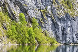 Beeches (Fagus) in front of a rock face