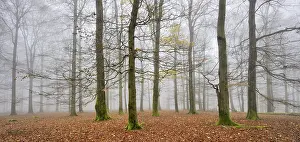 Beeches, forest in autumn, bare trees and fog
