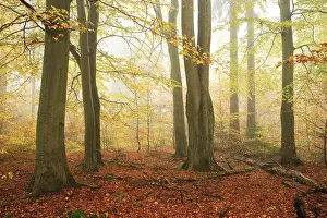 Beeches forest (Fagus) in autumn