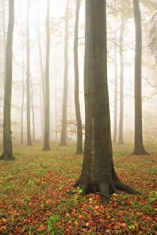 Beeches forest (Fagus) in autumn