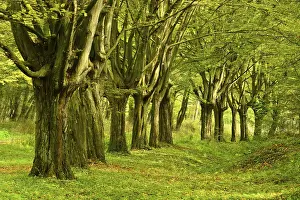 Beeches, remains of an avenue, at Freyburg Unstrut