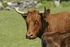 Beef, Cornwall, UK